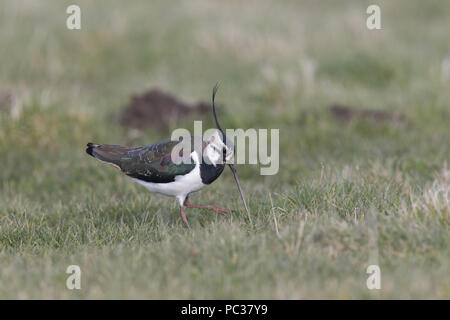 Pavoncella (Vanellus vanellus) maschio adulto, permanente sulla prateria tirando worm, Suffolk, Inghilterra, Regno Unito, Marzo Foto Stock