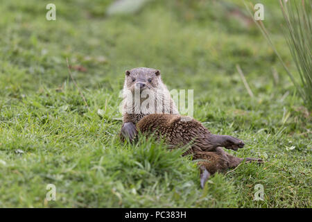 Lontra eurasiatica ( Lutra lutra) adulto, recante sul retro su erba, Devon, Inghilterra, Regno Unito, aprile, captive Foto Stock