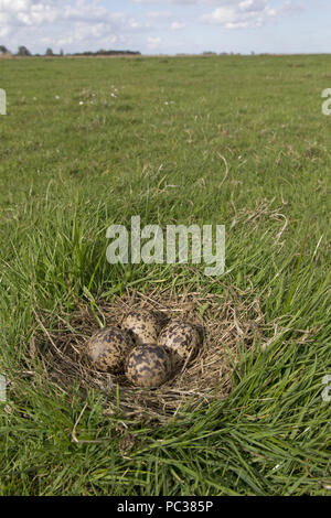 Pavoncella (Vanellus vanellus) nido contenente 4 uova, sui pascoli marsh, Suffolk, Inghilterra, Regno Unito, Aprile Foto Stock