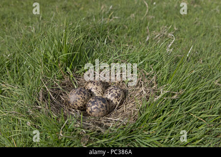 Pavoncella (Vanellus vanellus) nido contenente 4 uova, sui pascoli marsh, Suffolk, Inghilterra, Regno Unito, Aprile Foto Stock