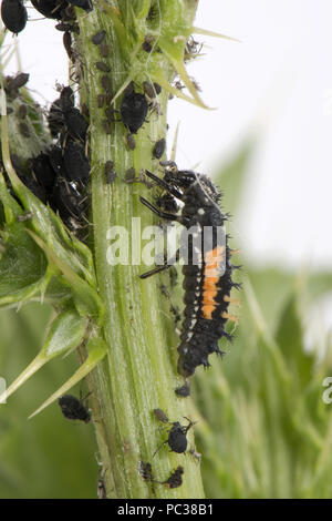 Arlecchino o coccinella asiatica, Harmonia axyridis, larva Foto Stock