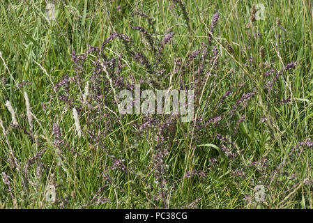 Rosso, bartsia Odontites vernus, fioritura hemiparasite nella prateria, Berkshire, Luglio Foto Stock