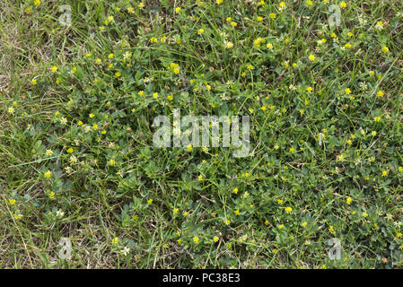 Fioritura giallo tenue, trifoglio Trifolium dubium, diffondendo prostrati stabilimento di prato, Berkshire, Giugno Foto Stock