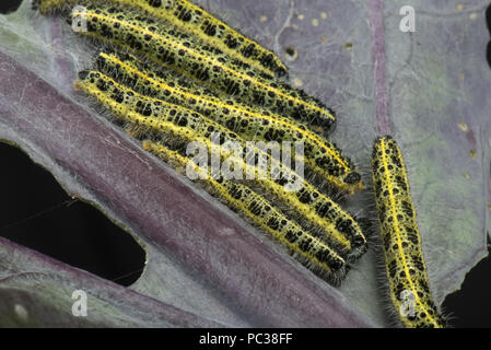 Il cavolo bianco, butterfly Sarcococca brassicae, bruchi, instar finale, alimentando su foglie di una varietà di colore viola di i cavoletti di Bruxelles Foto Stock