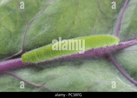 Di piccole dimensioni e di colore bianco, butterfly Sarcococca rapae, caterpillar alimentazione su foglie di una varietà di colore viola di i cavoletti di Bruxelles, Luglio Foto Stock