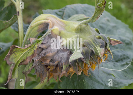 La muffa grigia, Botrytis cinerea, su un grande fiore di girasole come si comincia ad andare alle sementi Foto Stock