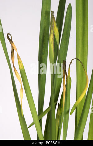 Narciso scottatura di foglia, Didymella curtisii, il narciso 'Paperwhite' cresciuto come un potted pianta di casa per la sua fragranza Foto Stock