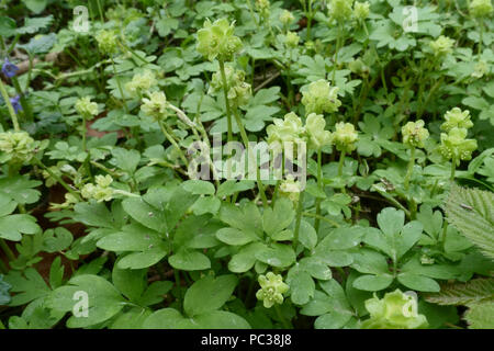 Moschatel, Adoxa moschatellina, piante fiorite sul pavimento del bosco in primavera, Berks, Aprile Foto Stock