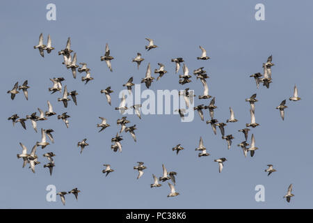 Golden Plovers battenti tarda estate, Norfolk Foto Stock