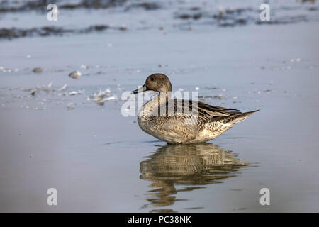 Pintail maschio nel piumaggio di eclipse Foto Stock