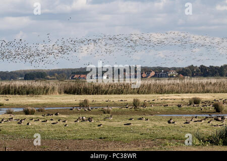 Pink footed oche battenti in Deepdale Marsh guardando verso Burnham Overy Staithe Foto Stock