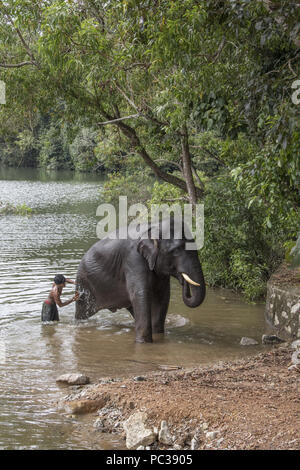 Lavaggio Mahout un elefante a Kerala Forest & Wildlife department elefante centro di riabilitazione Kottoor Kappukadu Foto Stock