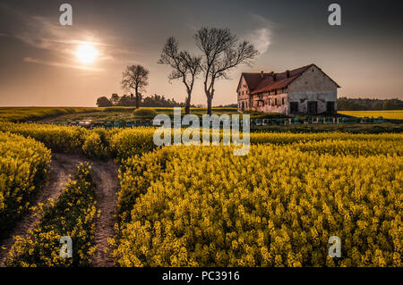 Vecchia fattoria devastato edificio con orticaria sulla canola field Foto Stock