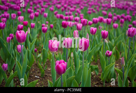 Grande quantità di esotica viola tulipa fiori che crescono nel giardino botanico. Enormi campi di tulipani coltivati nel campo Foto Stock