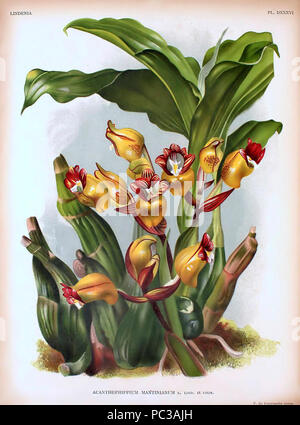 Acanthephippium mantinianum - Lindenia - piastra 536. Foto Stock