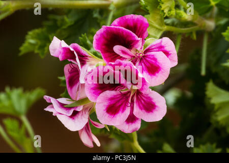 Pelargonium orsett in fiore Foto Stock