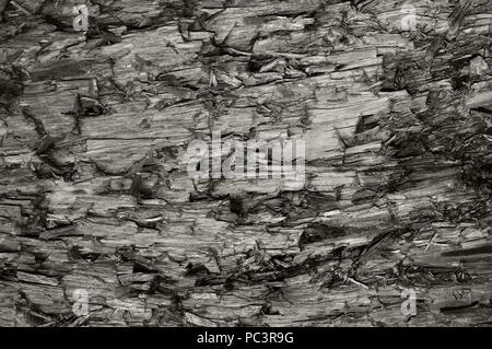 Natural Weathered GRIGIO TAUPE Brown cut albero tronco Texture, grande orizzontale feriti dettagliata danneggiato vandalizzato grigio Sfondo legname Macro di legno Foto Stock