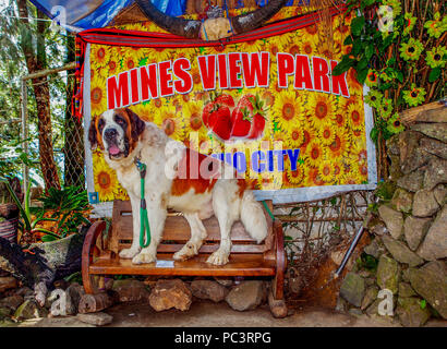 Un san Bernardo cane è una mascotte presso l'entrata alle miniere Visualizza Park a Baguio City, isola di Luzon nelle Filippine. Foto Stock