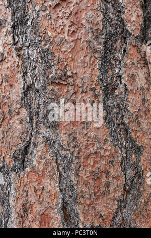 Ponderosa Pine corteccia di albero - AZ Foto Stock