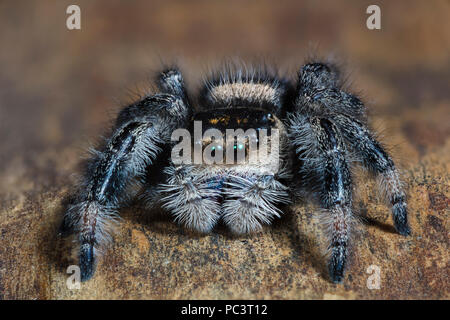 Close up di un Regal Jumping Spider, Phidippus regius Foto Stock