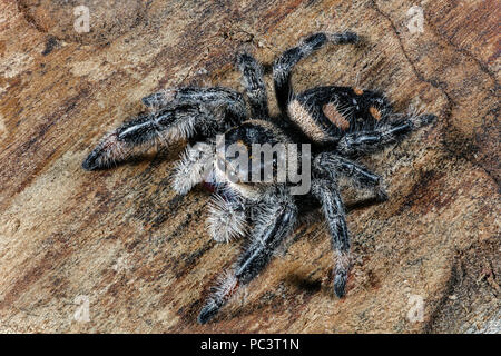 Close up di un Regal Jumping Spider, Phidippus regius Foto Stock