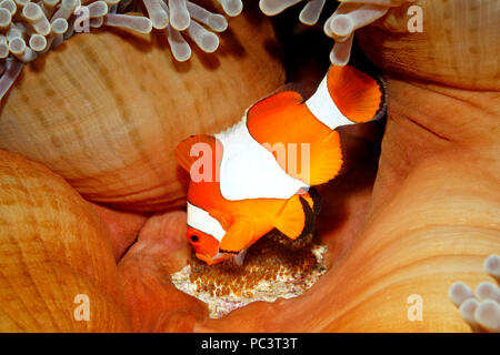Clown anemonefish Amphiprion ocellaris tendente uova deposte alla base dell'ospite magnifico Anemone, Heteractis magnifica. Tulamben, Bali, Indonesia. Foto Stock