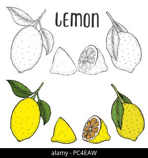 Tutto il limone, a fette di pezzi, mezza foglia di sementi e di disegno. Frutta stile inciso illustrazione. Dettagliato disegno di agrumi. Ottimo per acqua, succo, detox dri Illustrazione Vettoriale