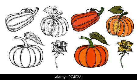 Zucca raccolta d'autunno. Tutto mature zucche, pezzi, semi, fiori, foglie e riccioli. Impostare su sfondo bianco. Illustrazione Vettoriale
