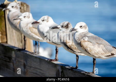 Jensen Beach Florida, Causeway Park, Indian River Water Lagoon, gabbiani, uccelli, riposo, resto, fila, visitatori viaggio di viaggio turismo turistico Landma Foto Stock