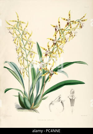 452 Odontoglossum lindleyanum Foto Stock