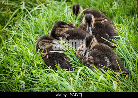 Giovani mallard anatroccoli sono visti accoccolati insieme vicino alla Chapfensee. Foto Stock