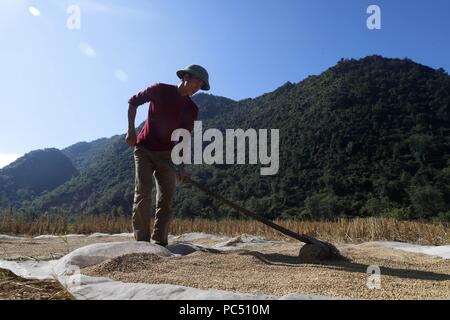 Un agricoltore vietnamita si diffonde il riso fuori ad asciugare al sole. Bac figlio. Il Vietnam. | Utilizzo di tutto il mondo Foto Stock