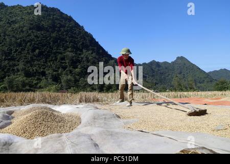 Un agricoltore vietnamita si diffonde il riso fuori ad asciugare al sole. Bac figlio. Il Vietnam. | Utilizzo di tutto il mondo Foto Stock