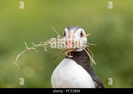 Atlantic Puffin Fratercula arctica che trasportano materiale di nidificazione nel becco sull isola Skomer, Pembrokeshire, Galles Foto Stock