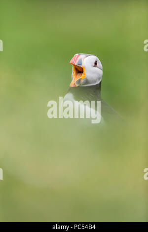 Atlantic Puffin Fratercula arctica appoggiata in erba con becco aperto sull isola Skomer, Pembrokeshire, Galles Foto Stock