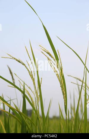 Verde campo di riso. Orecchio di riso. Thay Ninh. Il Vietnam. | Utilizzo di tutto il mondo Foto Stock