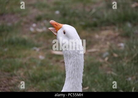 Emden Goose clacson (Anser anser domesticus) Foto Stock