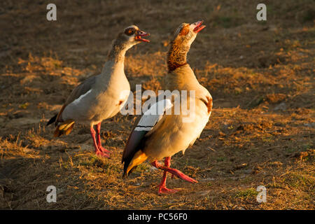 Oche egiziana chiamata Foto Stock