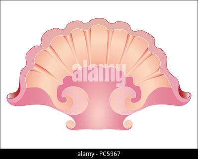 Conchiglia di mare. , bello, guscio rosa per la decorazione. Elemento di progettazione. Isolato, bianco. Vettore Illustrazione Vettoriale