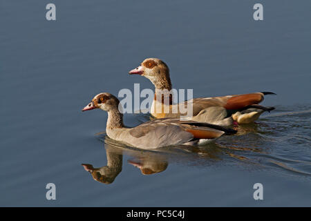 Oche egiziane coppia in acqua Foto Stock