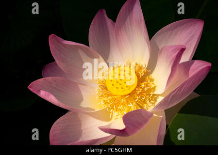 In primo piano della sacra fiore di loto (Nelumbo nucifera) Foto Stock