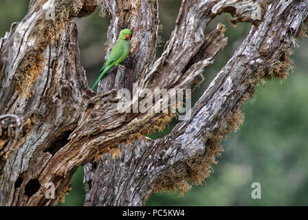 Rose-inanellati parrocchetto - Psittacula krameri, bella rumoroso pappagallo verde dal governo dello Sri Lanka di boschi e giardini. Foto Stock