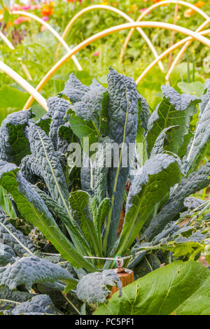 Freschi e deliziosi sano kale crescente tra le altre verdure in giardino Foto Stock