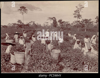 10 Assamese donne in costume, raccogliendo le foglie di tè da Bourne &AMP; Pastore Foto Stock