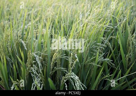 Verde campo di riso. Orecchio di riso. Thay Ninh. Il Vietnam. | Utilizzo di tutto il mondo Foto Stock