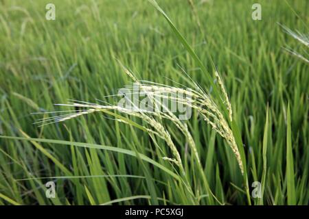 Verde campo di riso. Orecchio di riso. Thay Ninh. Il Vietnam. | Utilizzo di tutto il mondo Foto Stock