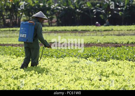 Campo agricolo. L'agricoltore vietnamita la spruzzatura di pesticidi. Kon Tum. Il Vietnam. | Utilizzo di tutto il mondo Foto Stock