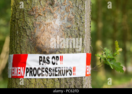 Web della processione di quercia bruchi con nastro di barriera e di attenzione per la salute Foto Stock