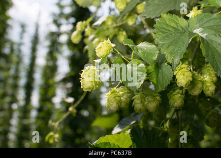 Biburg, Germania. 06 Ago, 2014. Il luppolo sono raffigurati nei pressi di Biburg, Germania, 06 agosto 2014. Hop dà la birra e il suo sapore e ne migliora la durata. Le piante di luppolo cresce verso l'alto a sette metri shaffolds alta. Hop è raccolto a partire dalla fine di agosto fino a metà settembre. Nell'Hallertau, più grandi del mondo di hop-area crescente, 25 per cento della domanda mondiale in hop è prodotta. Credito: Armin Weigel/dpa | in tutto il mondo di utilizzo/dpa/Alamy Live News Foto Stock