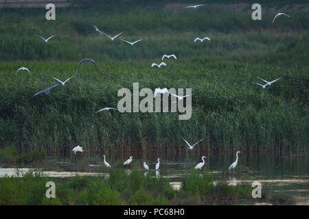 Qingdao, Qingdao, Cina. 1 agosto, 2018. Qingdao, CINA-uccelli migratori si riuniranno presso la zona umida a Qingdao, Cina orientale della provincia di Shandong. Credito: SIPA Asia/ZUMA filo/Alamy Live News Foto Stock